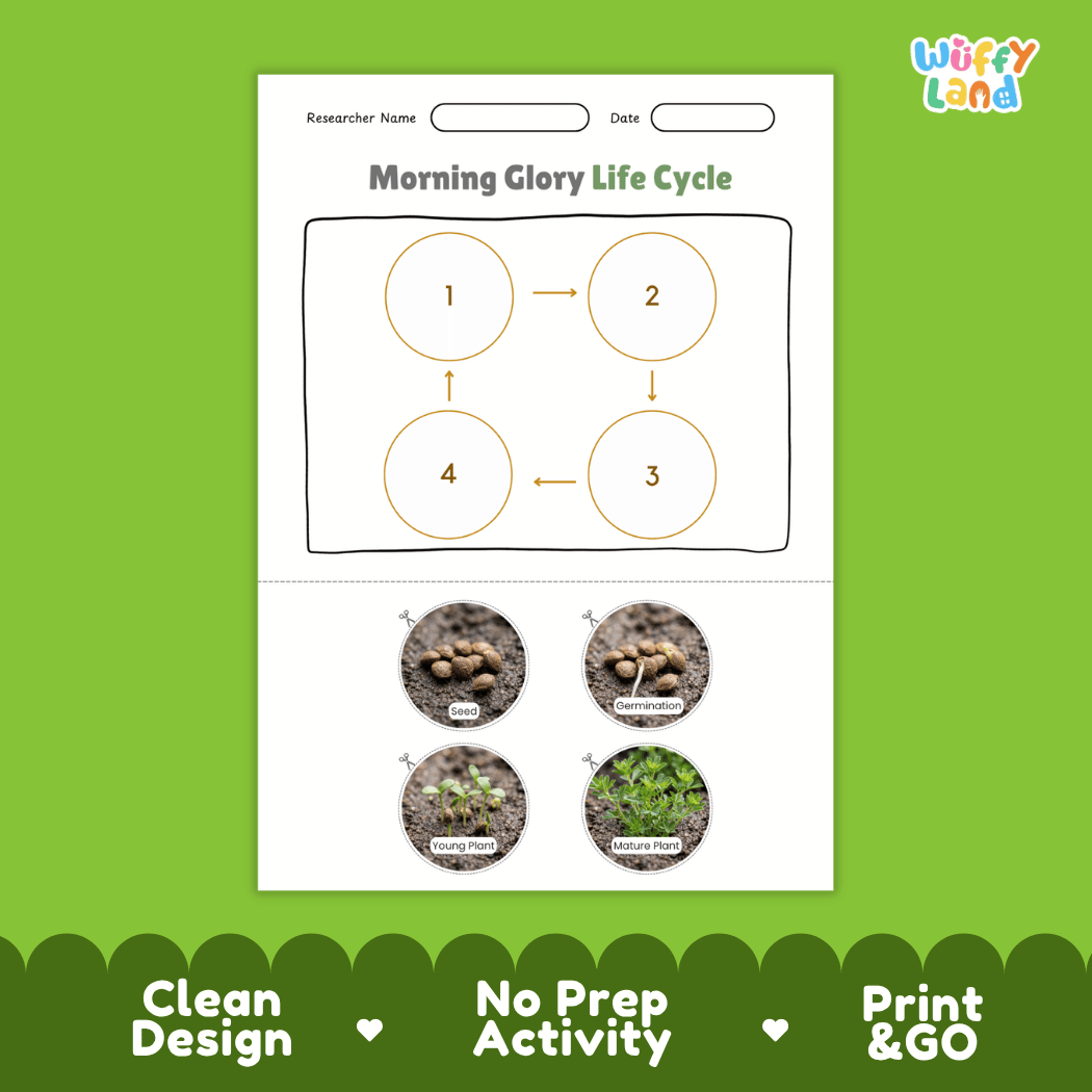 Morning Glory Life Cycle Poster and Cut and Paste Worksheet Activity