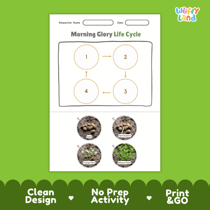 Morning Glory Life Cycle Poster and Cut and Paste Worksheet Activity