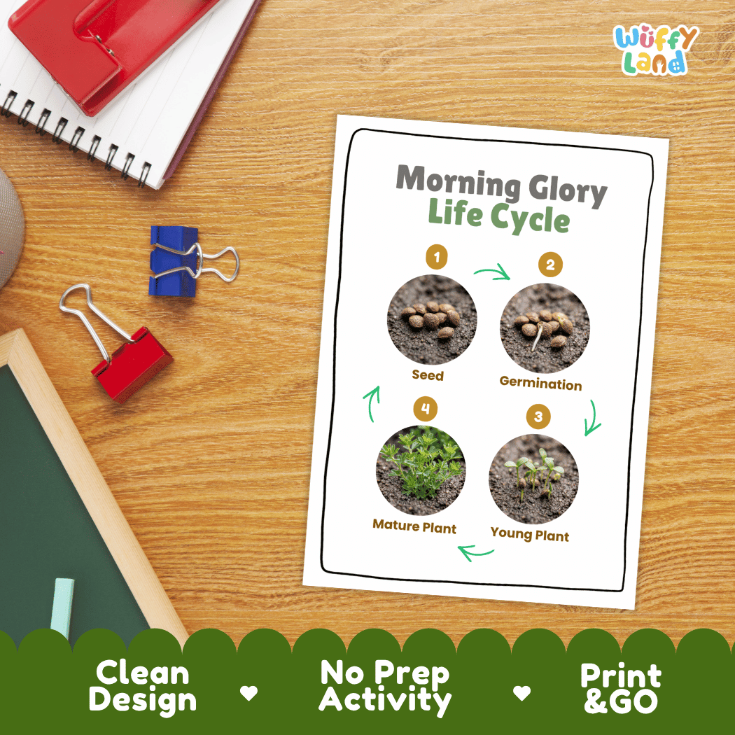 Morning Glory Life Cycle Poster and Cut and Paste Worksheet Activity