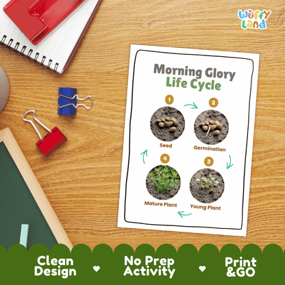Morning Glory Life Cycle Poster and Cut and Paste Worksheet Activity