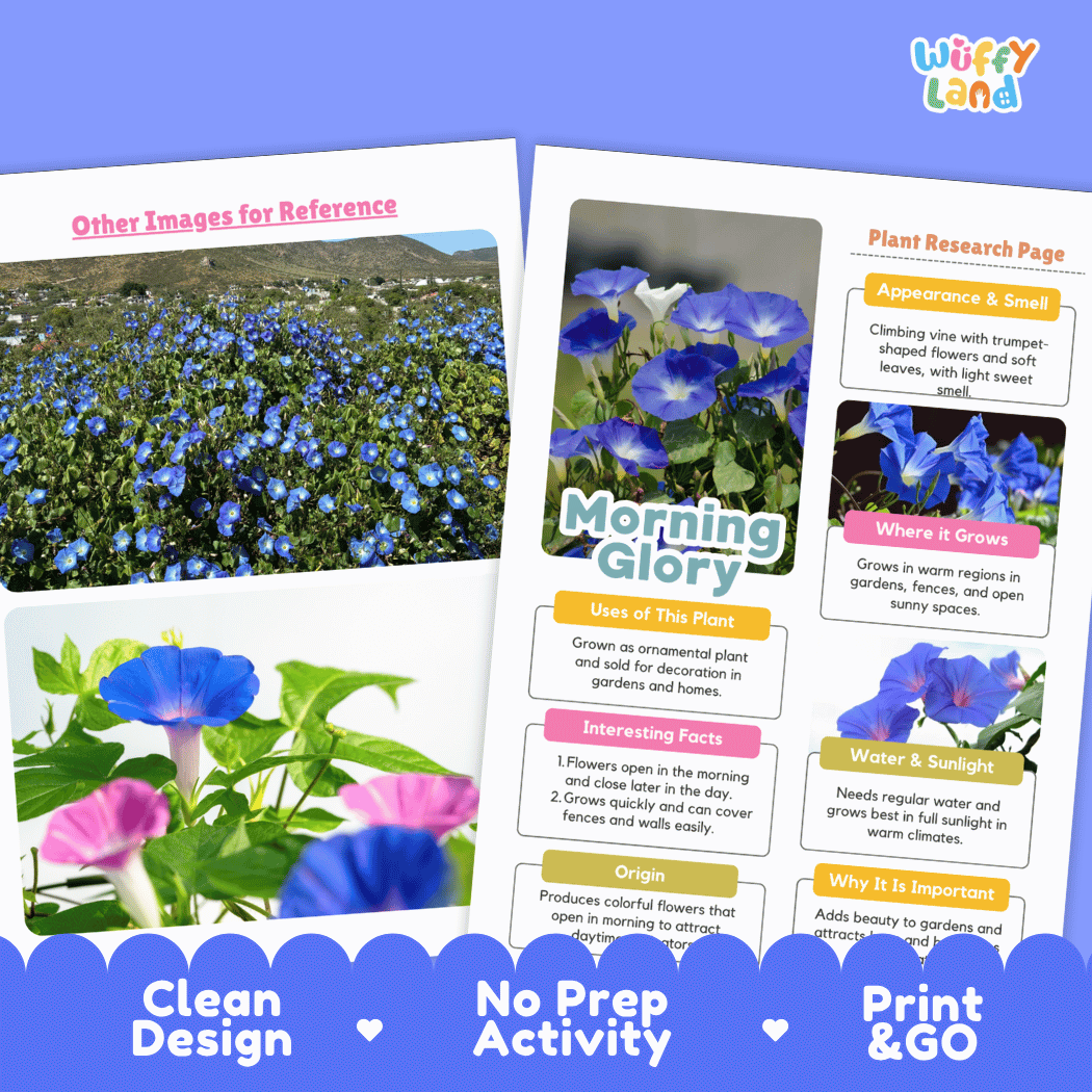 Morning Glory Plant Research Page Worksheets and Fact Sheet
