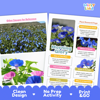 Morning Glory Plant Research Page Worksheets and Fact Sheet