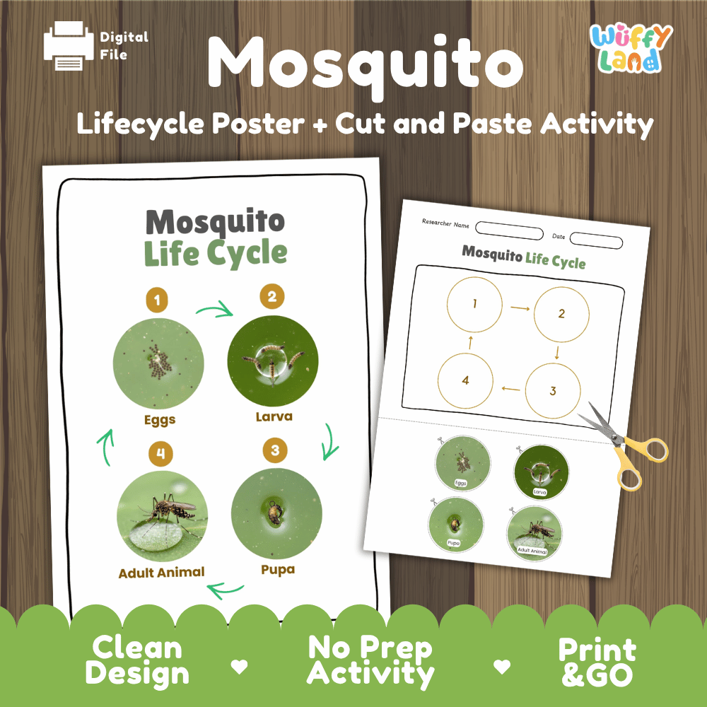 Mosquito Lifecycle Poster and Cut and Paste Activity Worksheets | Animal Science Printables