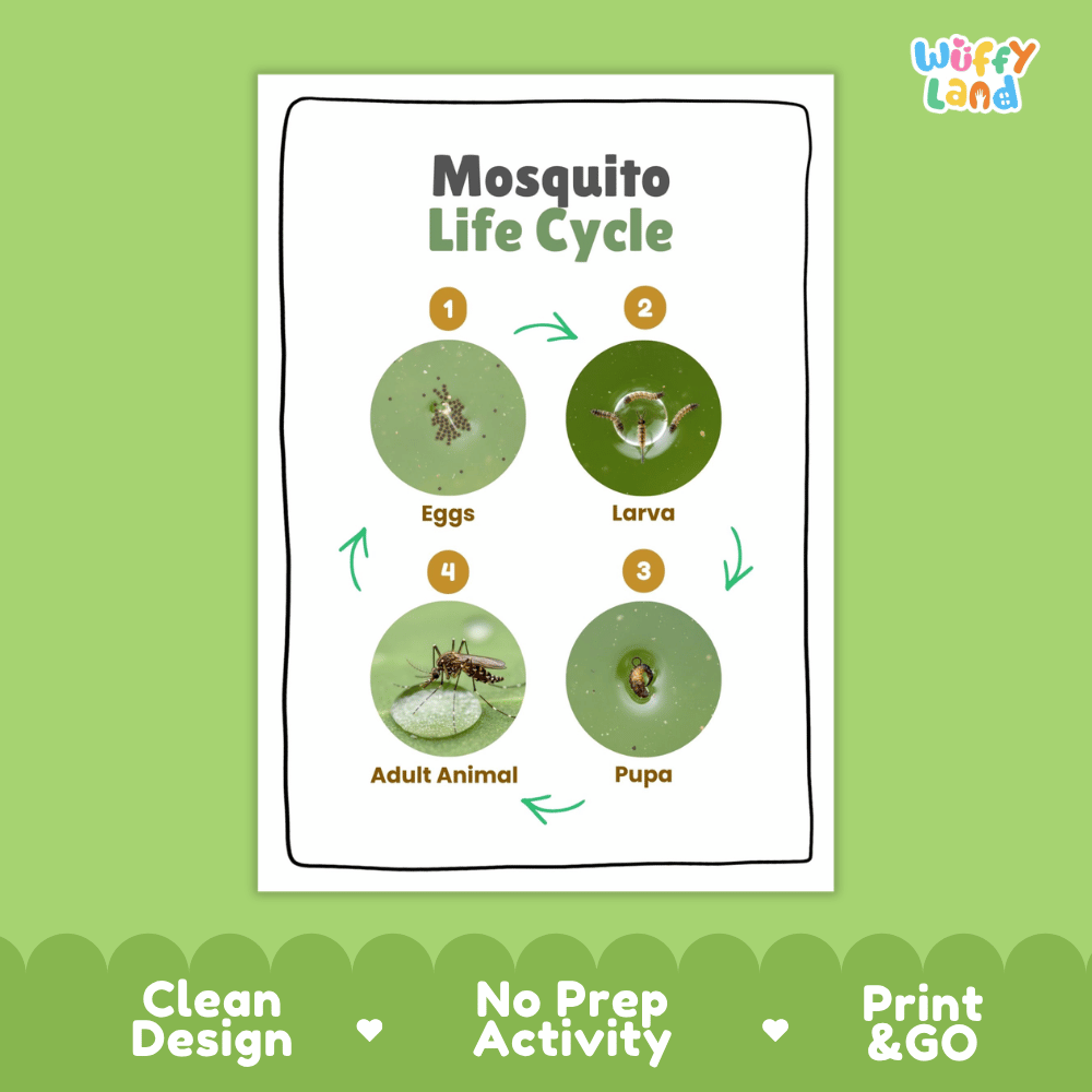 Mosquito Lifecycle Poster and Cut and Paste Activity Worksheets | Animal Science Printables