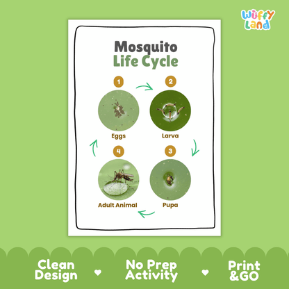 Mosquito Lifecycle Poster and Cut and Paste Activity Worksheets | Animal Science Printables