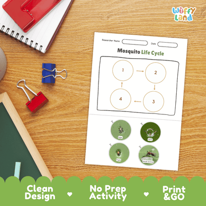 Mosquito Lifecycle Poster and Cut and Paste Activity Worksheets | Animal Science Printables
