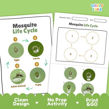 Mosquito Lifecycle Poster and Cut and Paste Activity Worksheets | Animal Science Printables