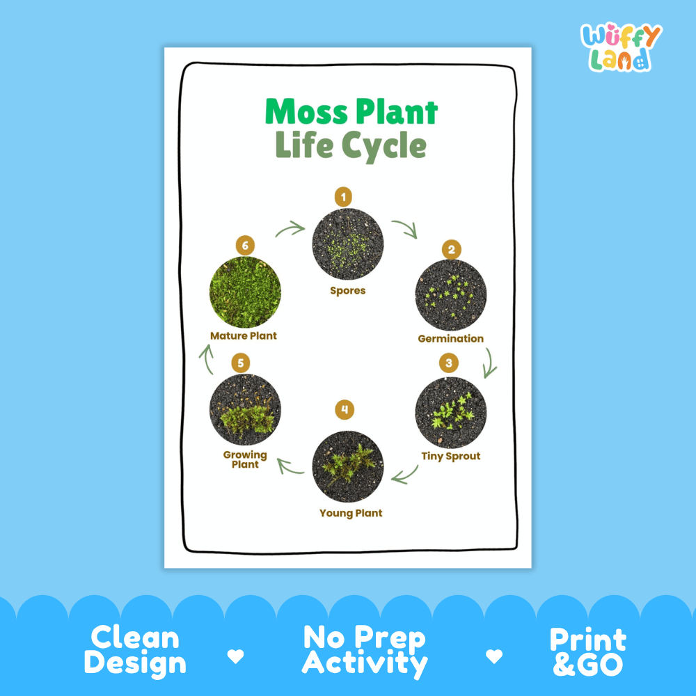 Moss Plant Lifecycle Poster and Cut and Paste Activity Worksheets | Plant Science Printables