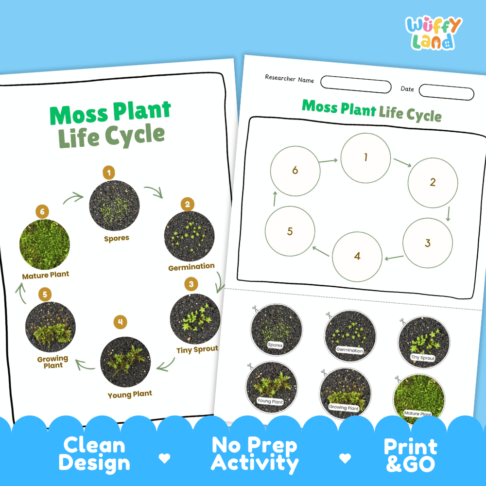Moss Plant Lifecycle Poster and Cut and Paste Activity Worksheets | Plant Science Printables