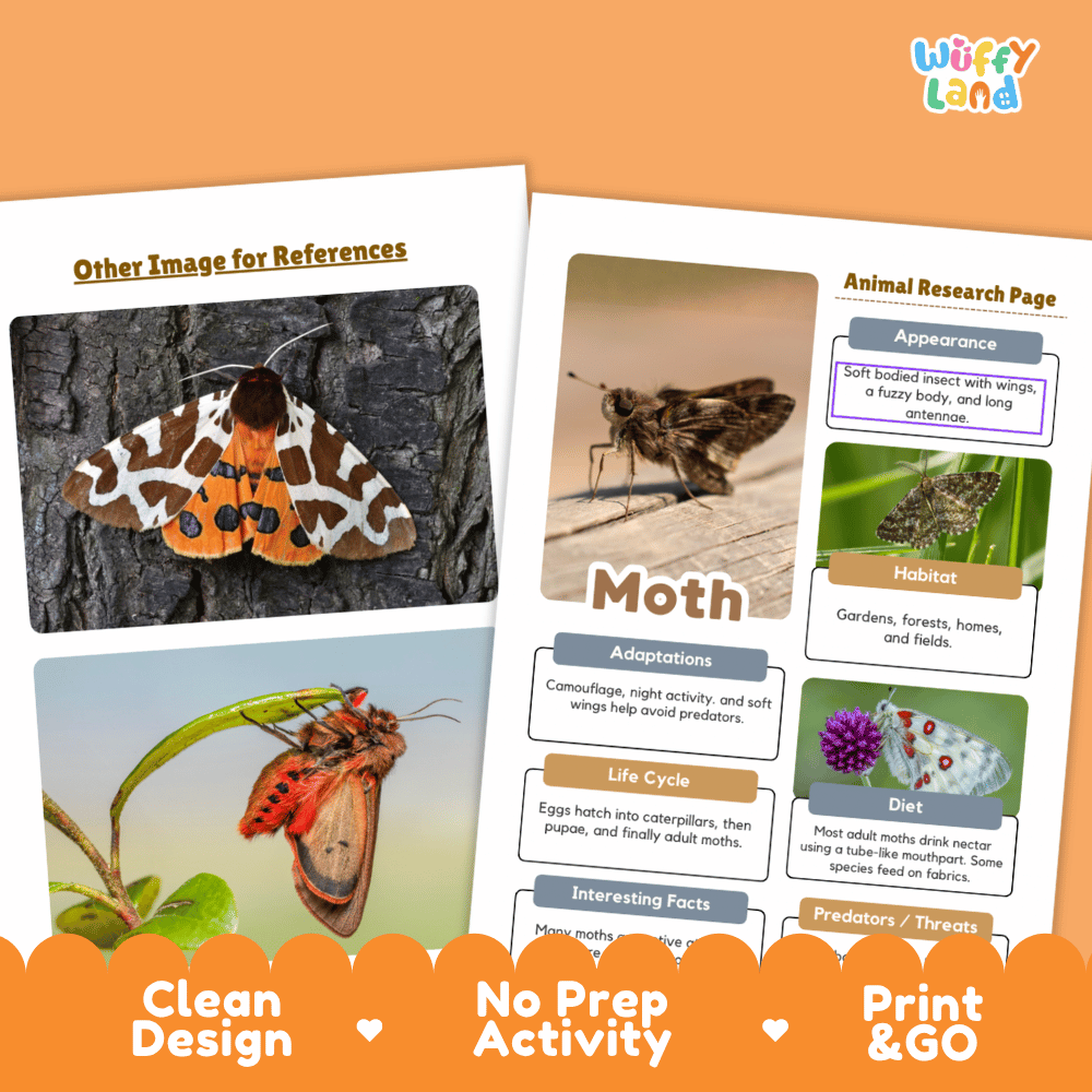 Moth Animal Research Page Worksheets and Fact Sheet Activity