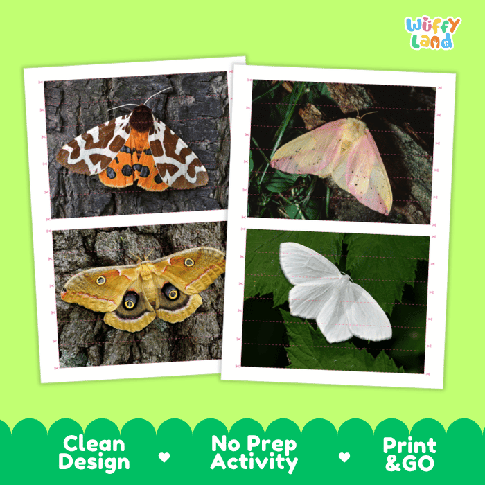 Moth Cut and Match Activity Printables Worksheets