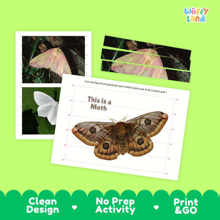 Moth Cut and Match Activity Printables Worksheets