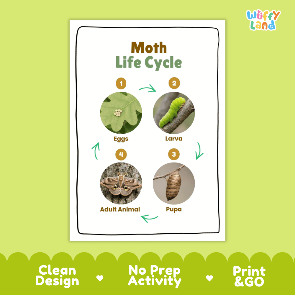 Moth Lifecycle Poster and Cut and Paste Activity Worksheets | Animal Science Printables