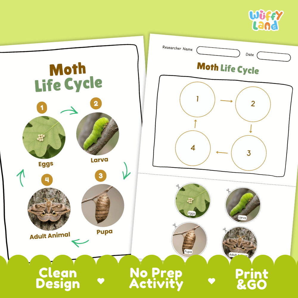 Moth Lifecycle Poster and Cut and Paste Activity Worksheets | Animal Science Printables