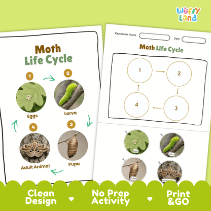 Moth Lifecycle Poster and Cut and Paste Activity Worksheets | Animal Science Printables