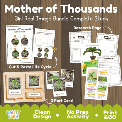 Mother of thousands plant 3in1 real image bundle complete study printable featuring life cycle cut and paste worksheets, Montessori 3-part cards, and research pages