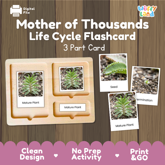 Montessori three part cards featuring real photographic images of mother of thousands growth stages and mature potted succulents displayed on a wooden tray