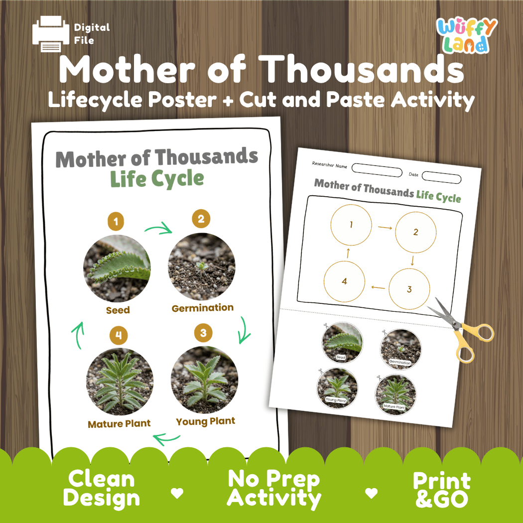 Mother of Thousands Life Cycle Poster and Cut and Paste Worksheet Activity