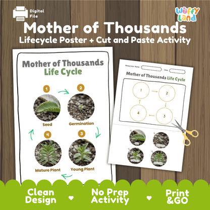 Mother of Thousands Life Cycle Poster and Cut and Paste Worksheet Activity