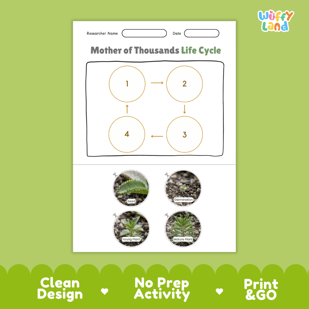 Mother of Thousands Life Cycle Poster and Cut and Paste Worksheet Activity
