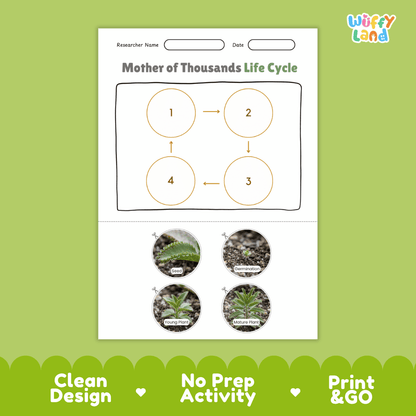 Mother of Thousands Life Cycle Poster and Cut and Paste Worksheet Activity