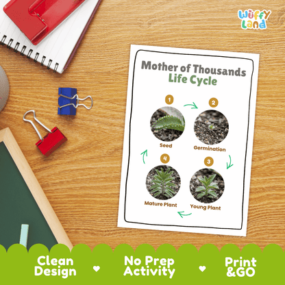 Mother of Thousands Life Cycle Poster and Cut and Paste Worksheet Activity