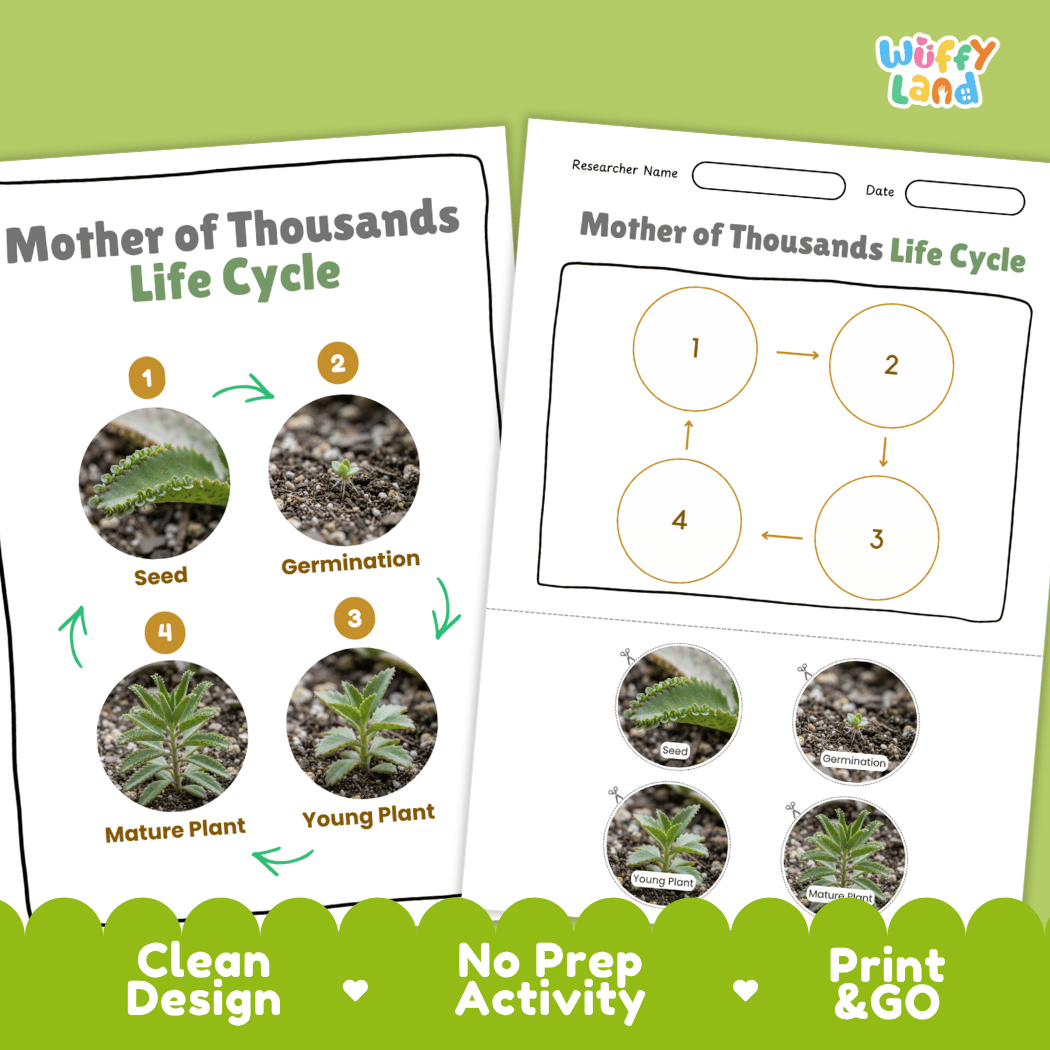 Mother of Thousands Life Cycle Poster and Cut and Paste Worksheet Activity