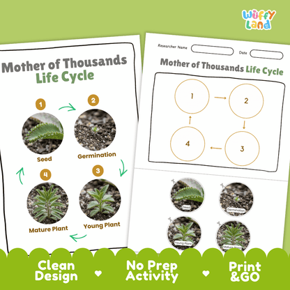 Mother of Thousands Life Cycle Poster and Cut and Paste Worksheet Activity
