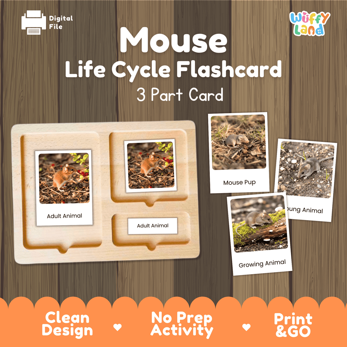 Montessori 3-part photo cards for mouse life cycle shown on wooden tray paired with animal research report worksheets and reference photo page