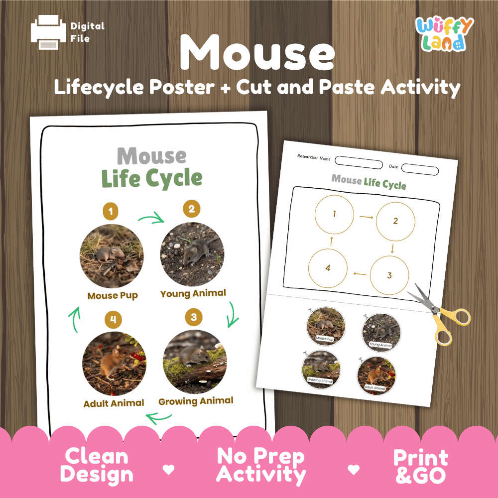 Mouse Life Cycle Poster and Cut and Paste Activity Worksheets