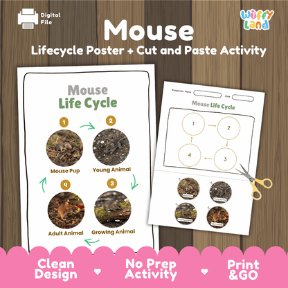 Mouse Life Cycle Poster and Cut and Paste Activity Worksheets