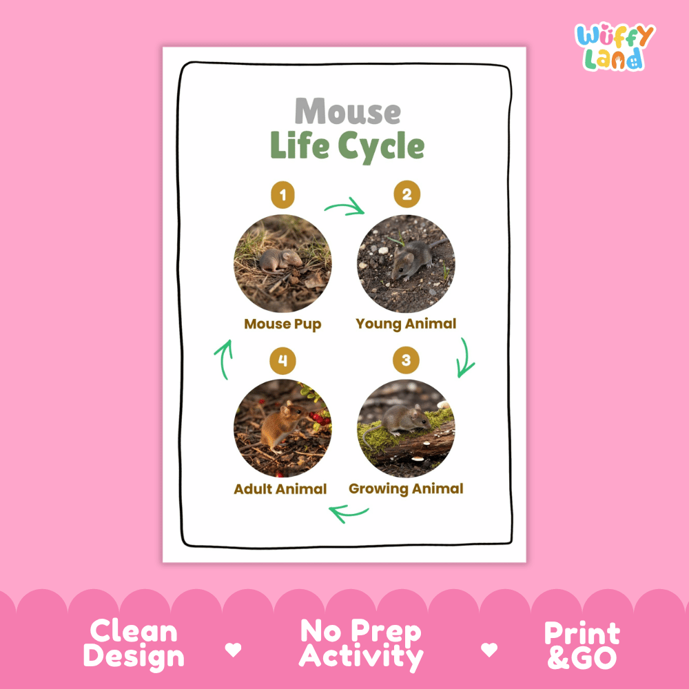 Mouse Life Cycle Poster and Cut and Paste Activity Worksheets