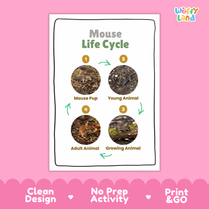 Mouse Life Cycle Poster and Cut and Paste Activity Worksheets