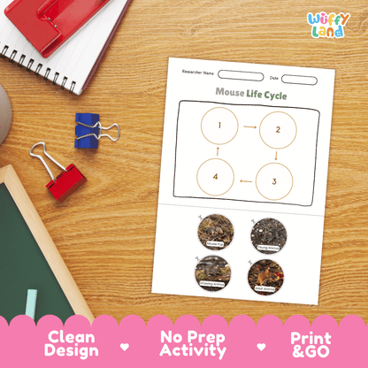 Mouse Life Cycle Poster and Cut and Paste Activity Worksheets
