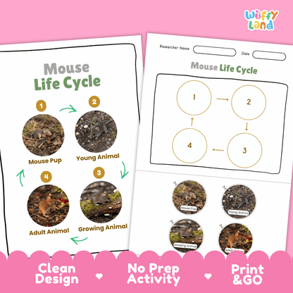 Mouse Life Cycle Poster and Cut and Paste Activity Worksheets