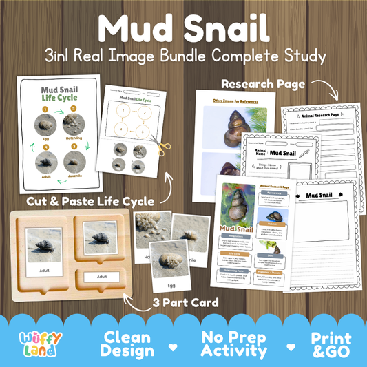 Mud Snail 3-in-1 real image bundle complete study cover showing cut and paste life cycle, 3 part cards, and research pages
