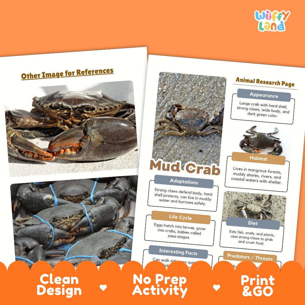 Mud Crab Animal Research Page Worksheets and Fact Sheet