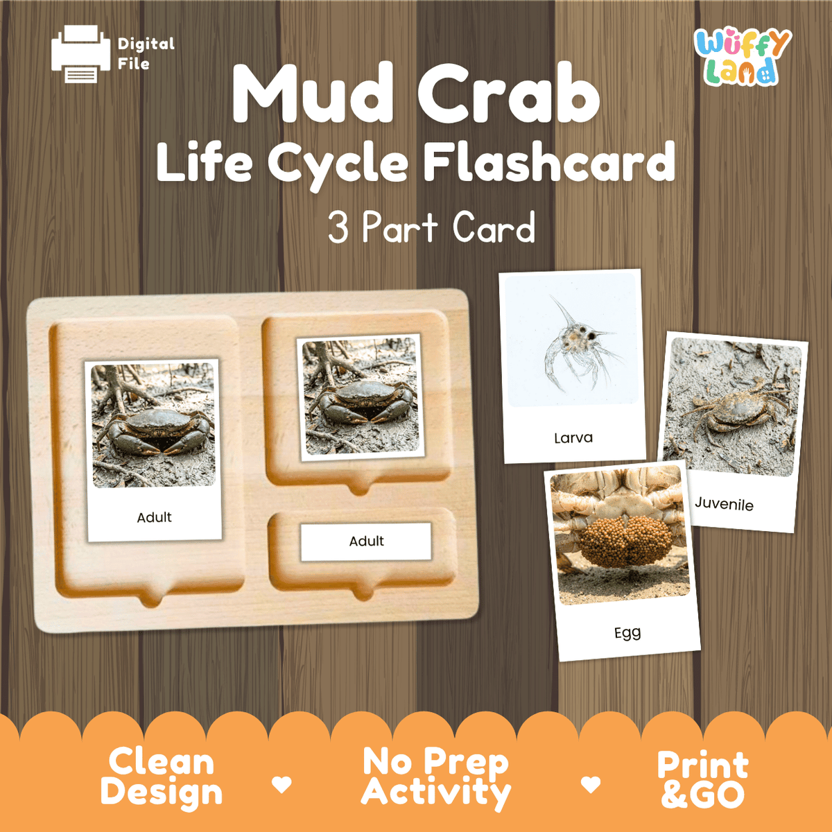 Mud Crab Life Cycle Flashcards | Montessori 3 Part Cards Science Activity