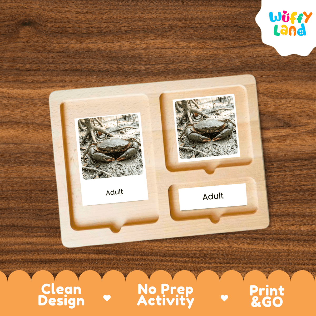 Mud Crab Life Cycle Flashcards | Montessori 3 Part Cards Science Activity
