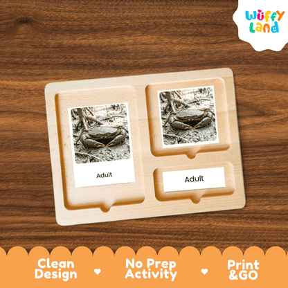 Mud Crab Life Cycle Flashcards | Montessori 3 Part Cards Science Activity