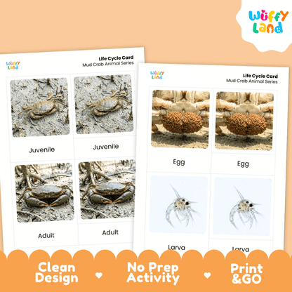 Mud Crab Life Cycle Flashcards | Montessori 3 Part Cards Science Activity