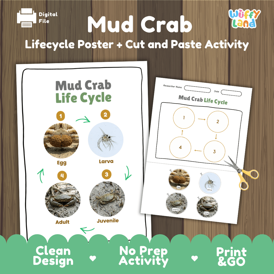 Mud Crab Life Cycle Poster and Cut and Paste Activity Worksheets