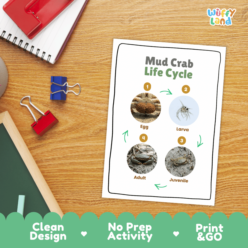 Mud Crab Life Cycle Poster and Cut and Paste Activity Worksheets