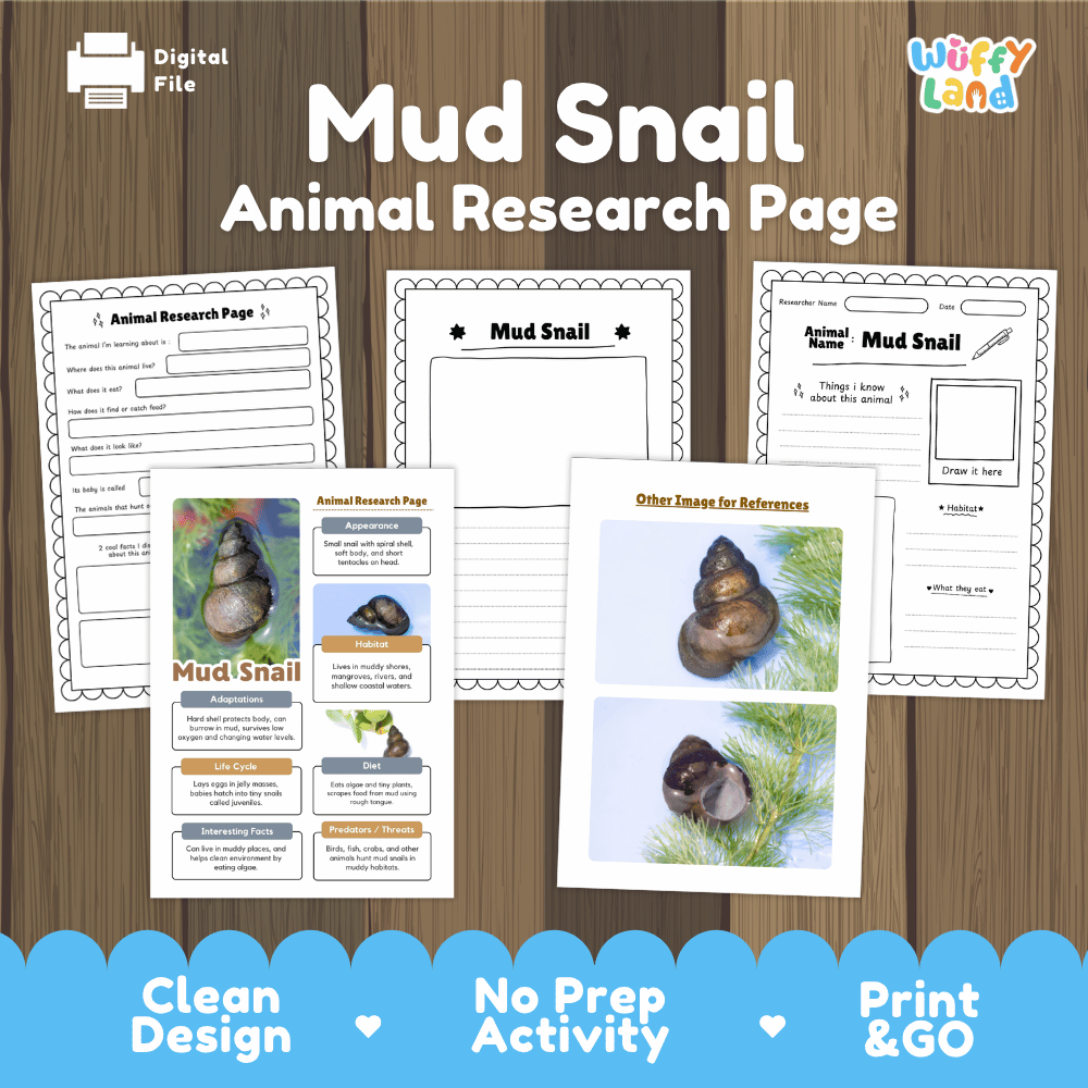 Mud Snail Animal Research Page Worksheets and Fact Sheet