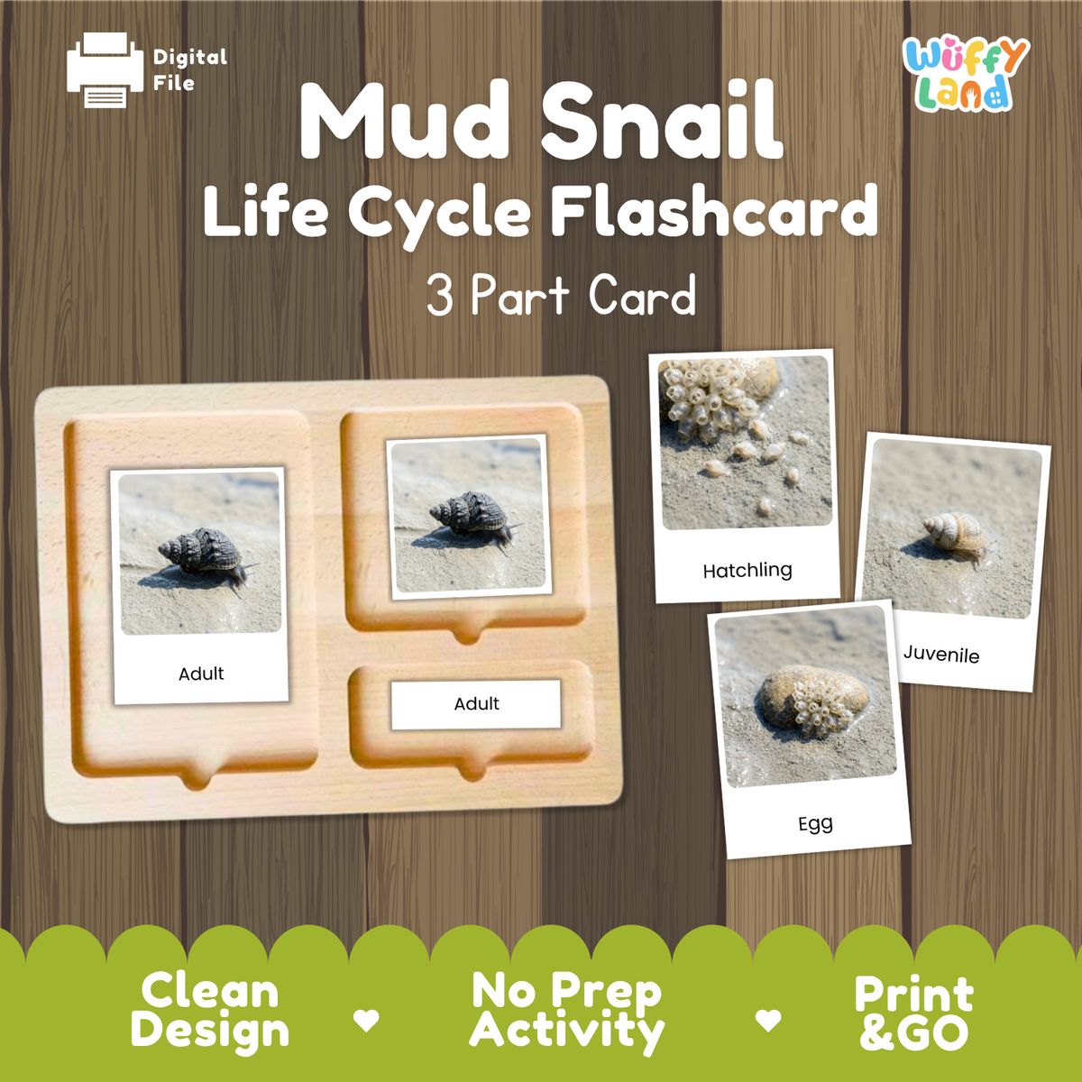 Mud Snail Life Cycle Flashcard set by Wiffy Land, featuring a wooden slide-out organizer with three labeled cards showing adult, hatchling, and juvenile mud snails on sand, against a wood plank background with green banner accents.