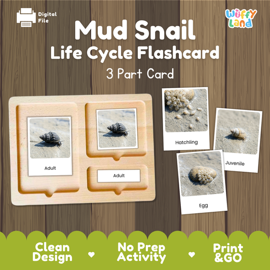 Mud Snail Life Cycle Flashcard set by Wiffy Land, featuring a wooden slide-out organizer with three labeled cards showing adult, hatchling, and juvenile mud snails on sand, against a wood plank background with green banner accents.