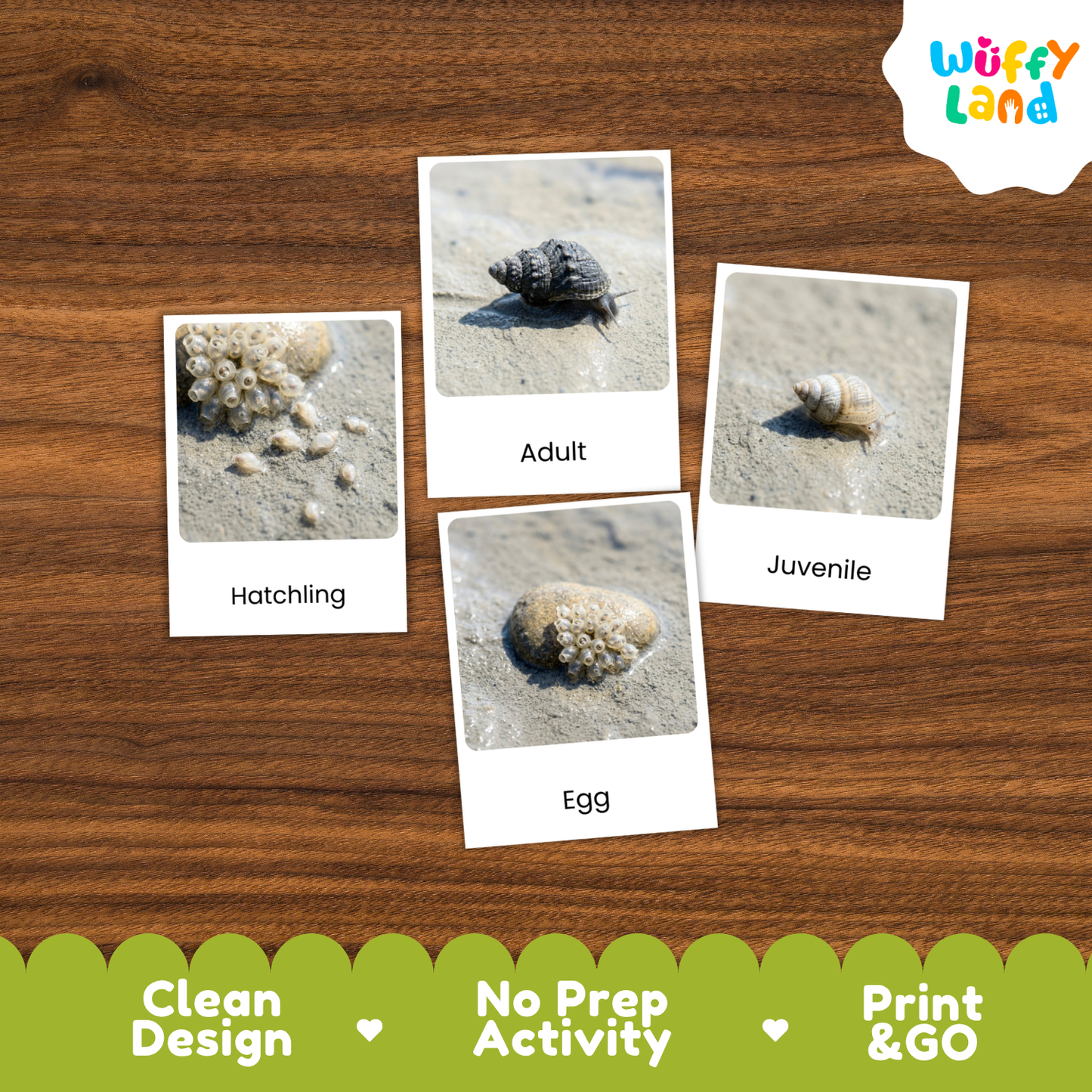 Four labeled activity cards showing a seashell egg, hatchling, adult, and juvenile stage, arranged on a wood surface. The cards have white borders and the brand name Wuffy Land appears in the top right.