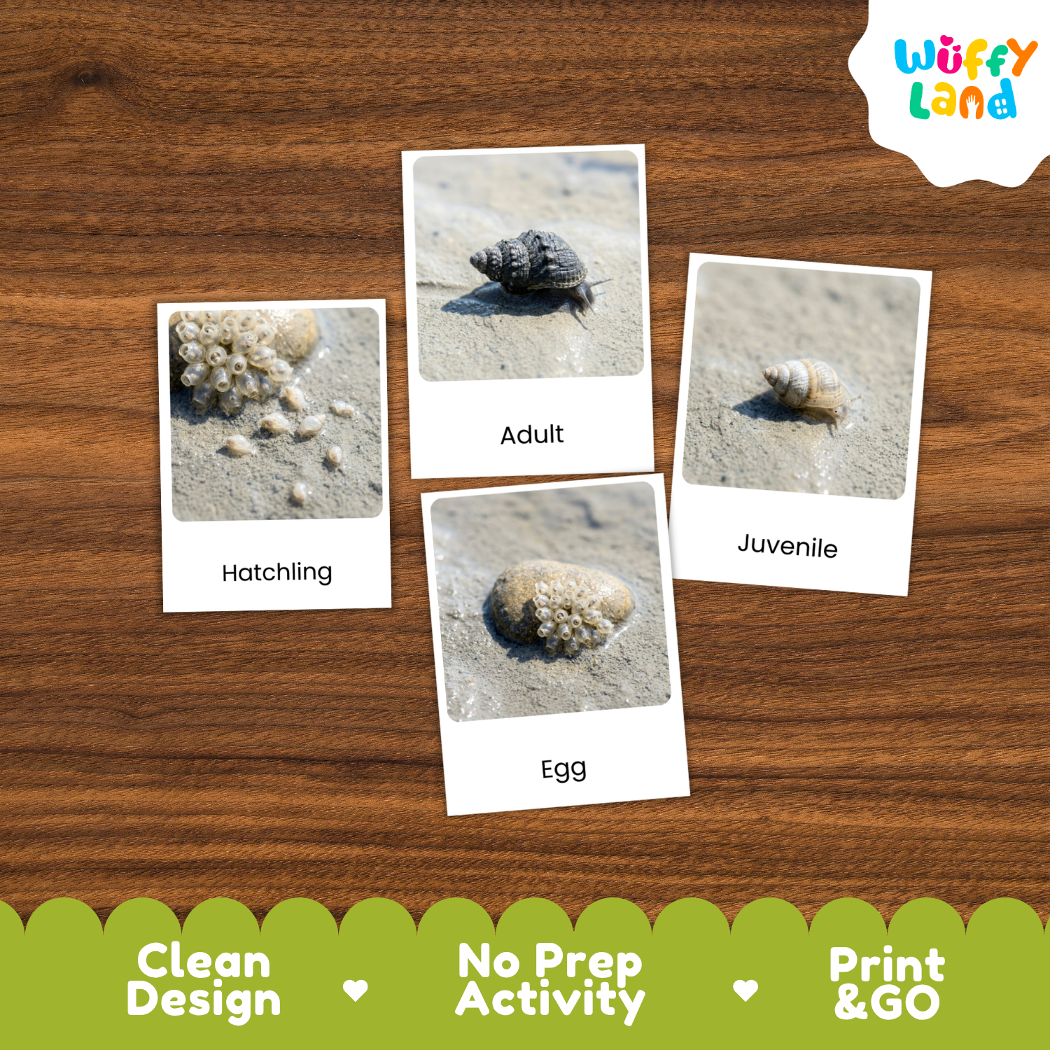Four labeled activity cards showing a seashell egg, hatchling, adult, and juvenile stage, arranged on a wood surface. The cards have white borders and the brand name Wuffy Land appears in the top right.