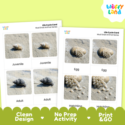 Two printed life cycle cards for mud snail animal series shown on a bright yellow-green background. The cards contain labeled photos of juvenile, adult, egg, and hatchling mud snails.