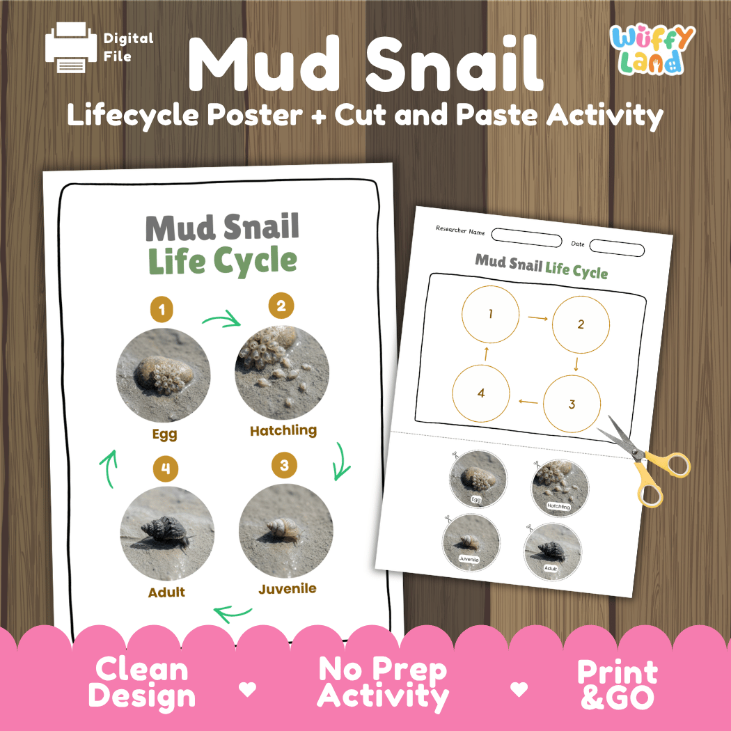 Mud Snail Life Cycle Poster and Cut and Paste Activity Worksheets